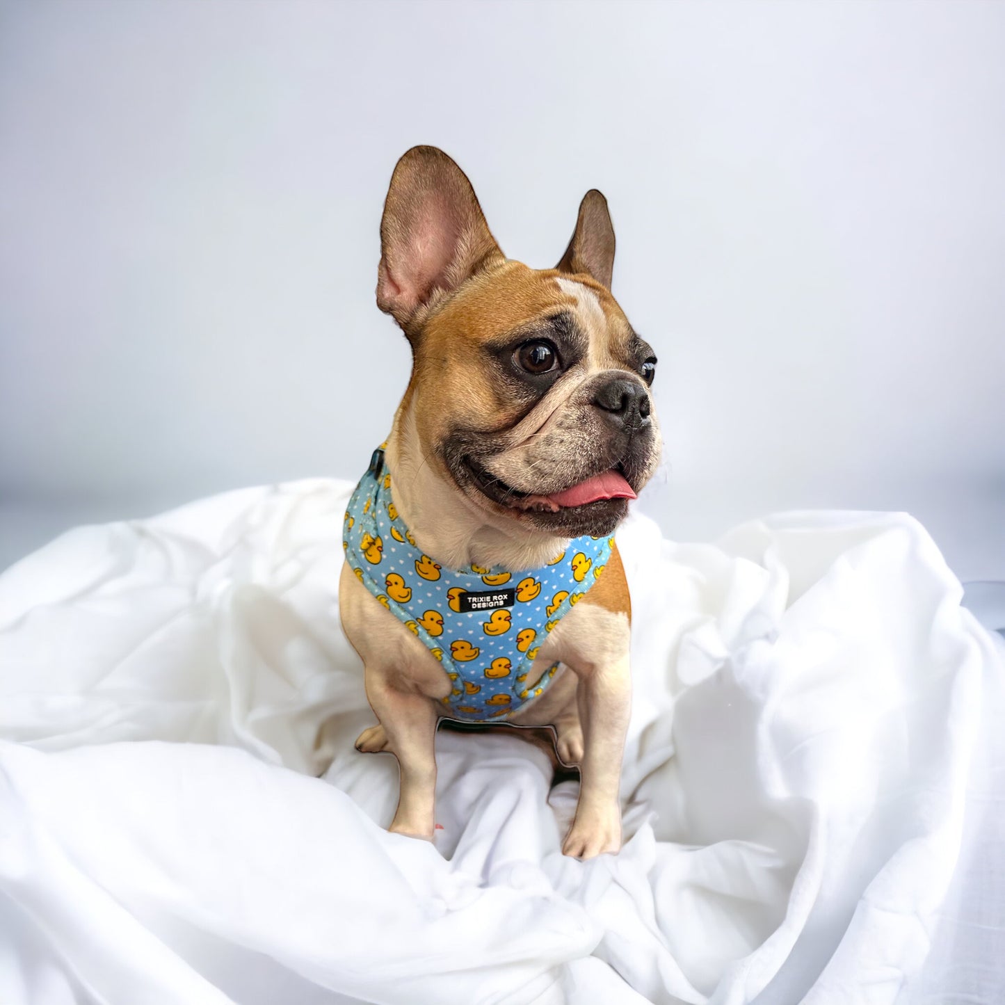 Soft Neoprene dog harness: Harness only and Harness and Leash set option - 9 print options available