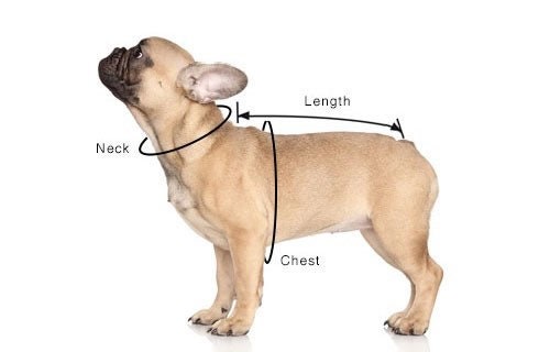 Dog harness, Harness and leash, step in harness, standard harness, adjustable harness, leash, boy dog harness, bones on black, bone print