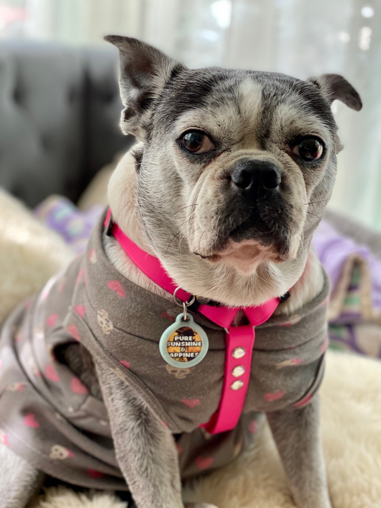 Stink proof waterproof dog harness, adjustable dog harness, waterproof dog harness, hexa dog harness, waterproof, neon, dog harness