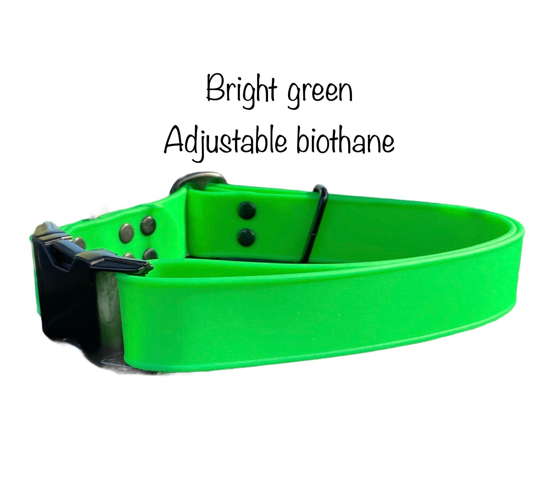 bright green dog collar